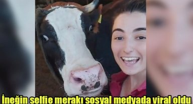 İneğin selfie merakı sosyal medyada viral oldu