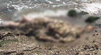 İzmir'de deniz kenarında erkek cesedi bulundu