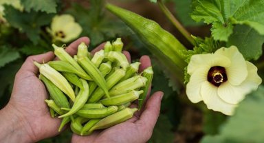 İzmir’de kuraklıkla mücadele sürüyor: Susuz bamya İzmir’e yayılıyor