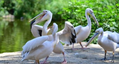 İzmir Doğal Yaşam Parkı’nın göçmen kuşları