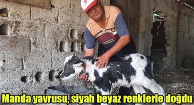 Manda yavrusu, siyah beyaz renklerle doğdu
