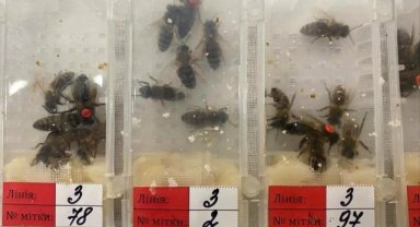 Sabiha Gökçen Havalimanı’ında bin 230 adet canlı arı ele geçirildi