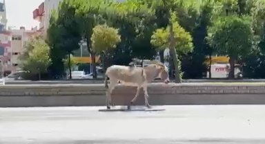 Sahipsiz eşek araç sürücülerine zor anlar yaşattı