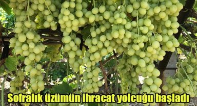 Sofralık üzümün ihracat yolcuğu başladı