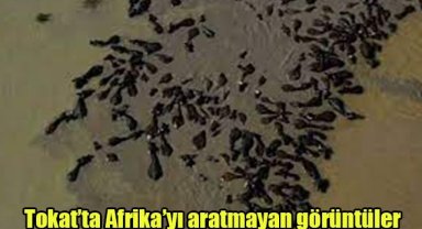 Tokat’ta Afrika’yı aratmayan görüntüler