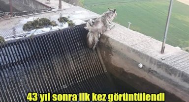 43 yıl sonra ilk kez görüntülendi