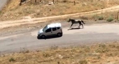 Atı aracın arkasına bağlayıp koşturdu, görüntüler pes dedirtti