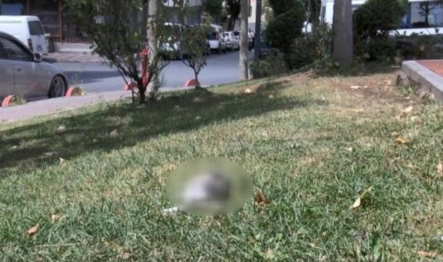 Bayrampaşa'da parkta kedilerin zehirlendiği iddiası
