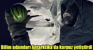 Bilim adamları Antarktika’da karpuz yetiştirdi