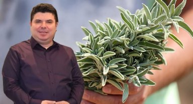 Buca Belediyesi adaçayı ihraç edecek:  Kılıç, Buca'ya tarımda çağ atlatacağız