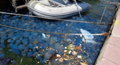 Foça'da denizanası istilası: Denize giren vatandaşlar tedirgin