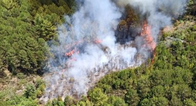 Muğla’da orman yangını