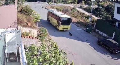 Tuzla’da özel halk otobüsü yolda yatan köpeği ezdi