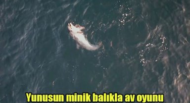 Yunusun minik balıkla av oyunu