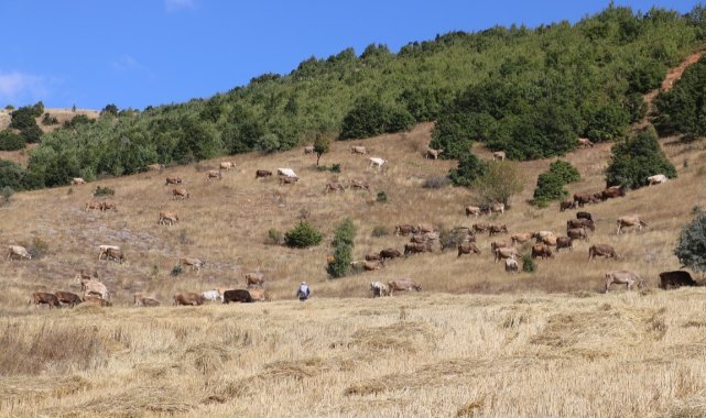 30 bin TL maaşla çoban bulamayınca çözümü nöbetleşmekte buldular