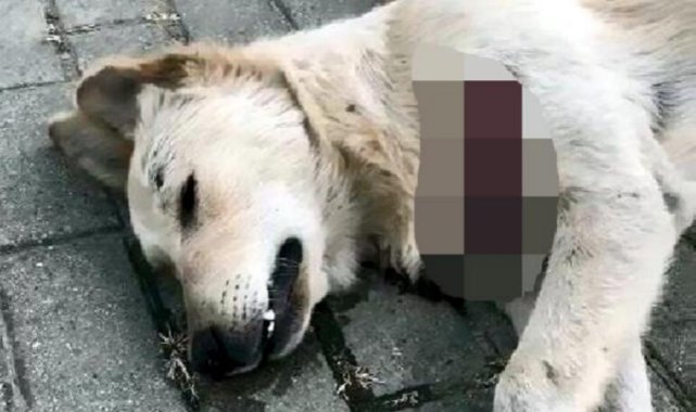 Avcılar'da sokak hayvanları kesici aletle öldürüldü