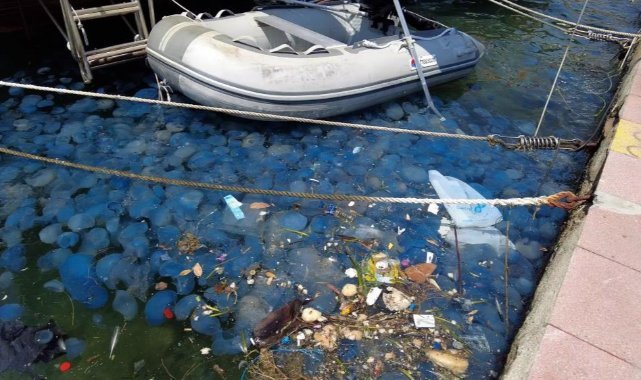 Denizanaları Foça'dan sonra Çeşme kıyılarında da panik oluşturdu