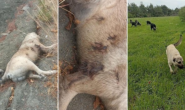 Komşusunun köpeğini bıçaklayarak öldürdü