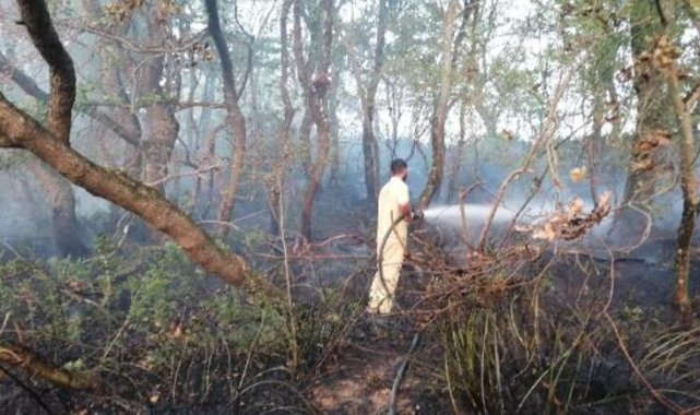 Silivri&#039;de ağaçlara sıçrayan yangın büyümeden söndürüldü