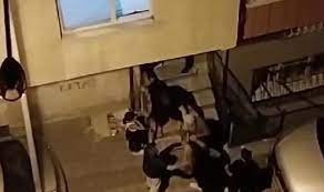 Sultangazi&#039;de nikah iptal oldu; ailelerin kavgası sokağa taşındı