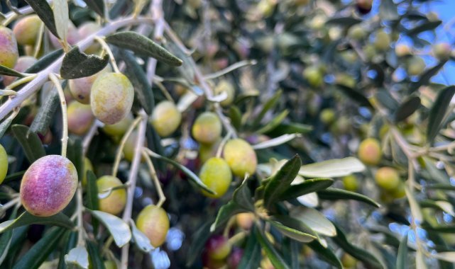 Aliağa Zeytin Hasat Şenliğinde Buluşuyor