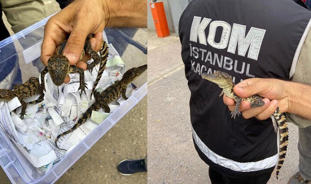 Ataşehir'de evinde Nil timsahı besleyen şüpheli gözaltına alındı