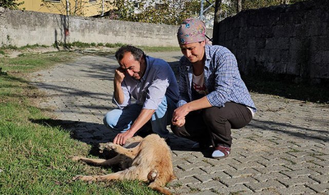 Baktığı köpekler darbedilip, öldürüldü