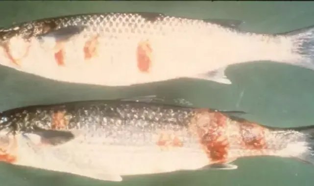 Balıkta 'VHS' tehdidi
