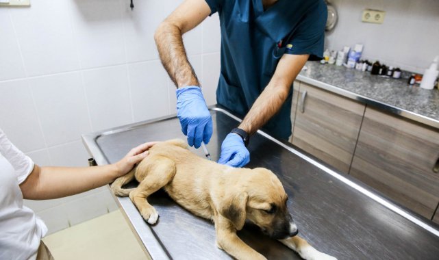 Buca’da can dostları için seferberlik başlatıldı