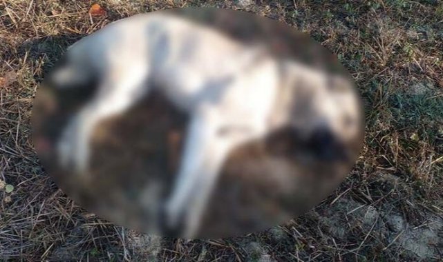 Çiftliğe atılan etten yiyen 5 Kangal köpeğinden 3'ü öldü