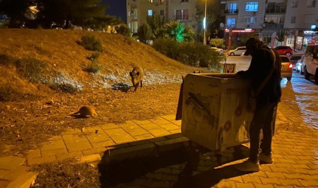 İzmir'de domuz sürüleri bu defa Balçova'ya indi