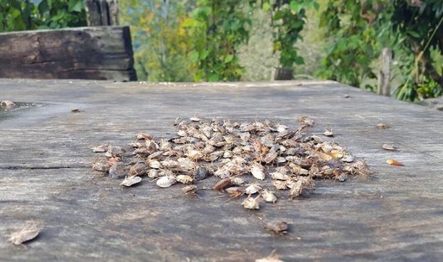 Karadeniz'de 'istilacı böcek' durdurulamıyor; bir çift 14 bin yumurta bırakıyor