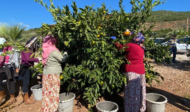 Satsuma mandalinanın ihracat yolculuğu 20 Ekim’de başlıyo
