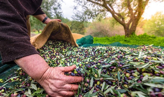 Sofralık zeytin ihracatı 100 bin tonu aştı