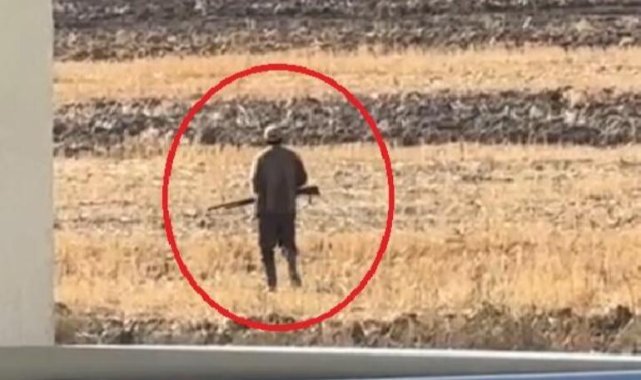 Tüfekle vurulan 2 köpekte, 200 saçmaya rastlandı