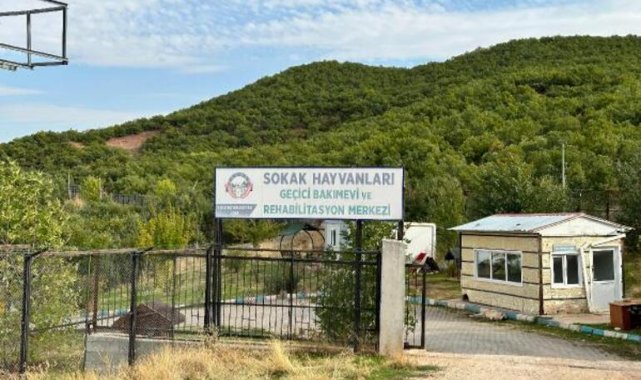 Tunceli’de köpeklerin öldürülerek çukura atıldığı iddiasına inceleme