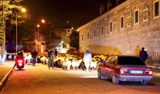 Yayladan indiler şehir merkezinden geçtiler: Koyun sürüsünün yolculuğu
