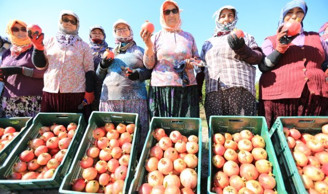 Zeytinköy narı ilk kez şenlikle buluşuyor