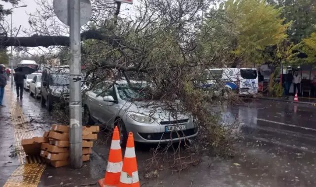 Ağaç, park halindeki otomobilin üzerine devrildi