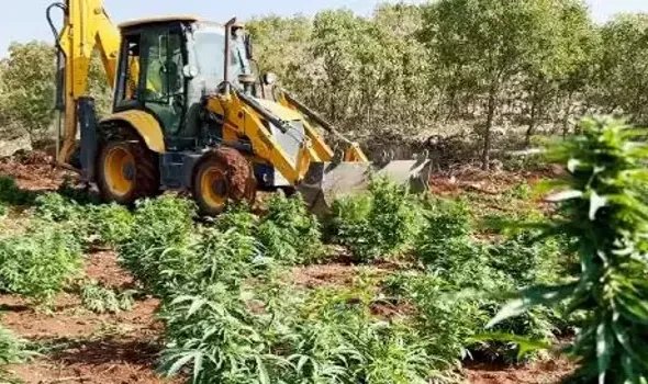 Diyarbakır'da 403 kilo esrar ile Hint keneviri ve skunk ele geçirildi
