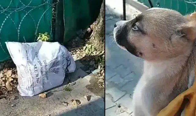 Edirne'de ağzı bağlı çuvalda, kulakları ve kuyruğu kesilmiş yavru köpek bulundu
