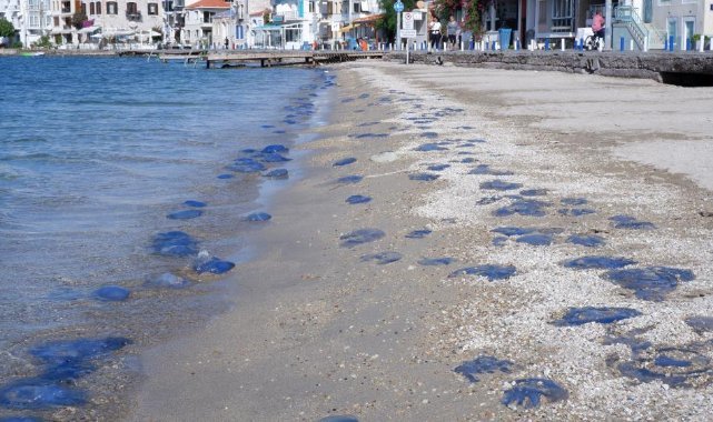 Foça plajlarında denizanası istilası: Yüzlercesi kıyıya vurdu