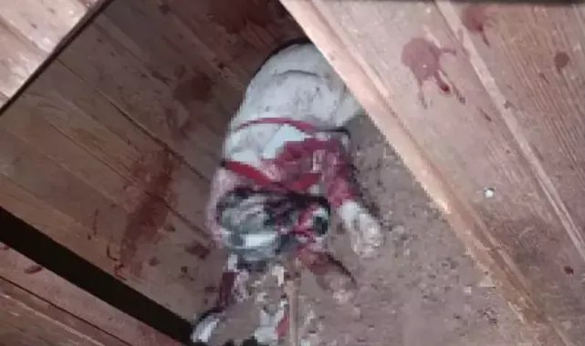 Köpeğini 10 yerinden bıçaklayan şüpheli, gözaltına alındı