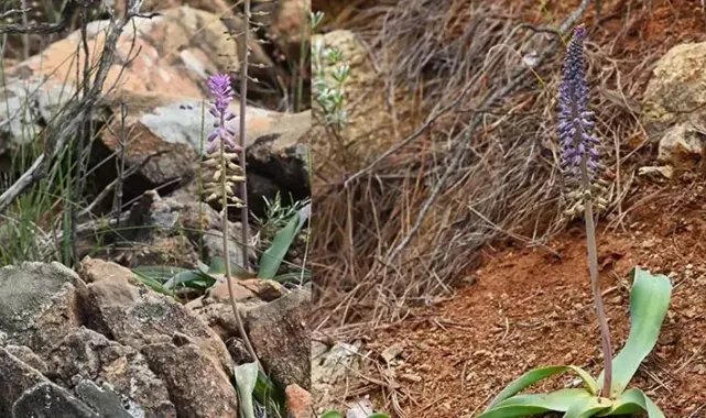 Muğla'da yeni bir bitki türü keşfedildi; Balan sümbülü