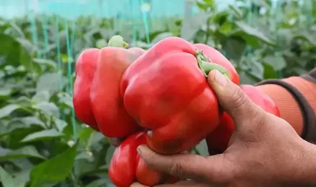 Örtüaltı hasat başladı, fiyatlardaki düşüş yüzde 50'yi buldu
