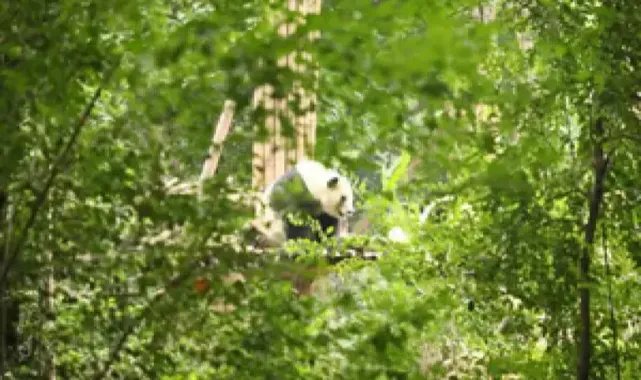Pandaların hayata tutunduğu park