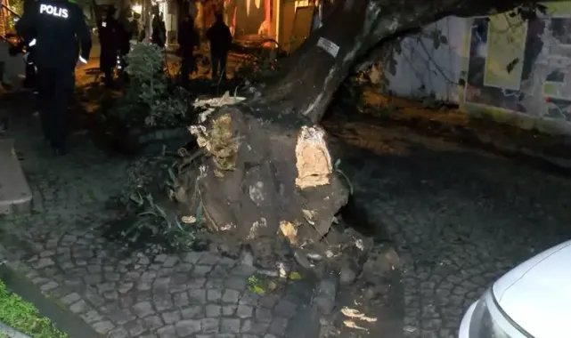 Üsküdar'da evin bahçe duvarına ağaç devrildi