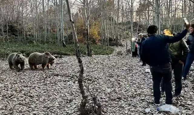 Uyarılara aldırmadan ayıları elle besleyip, selfi çekiyorlar