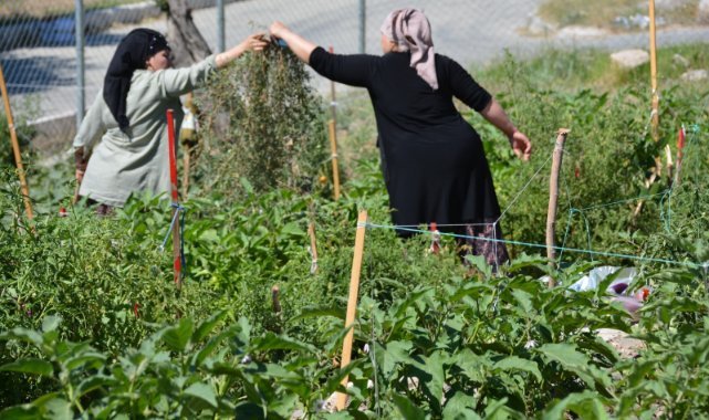 İzmir’de mahalle bostanı üreticileri artık sertifikalı