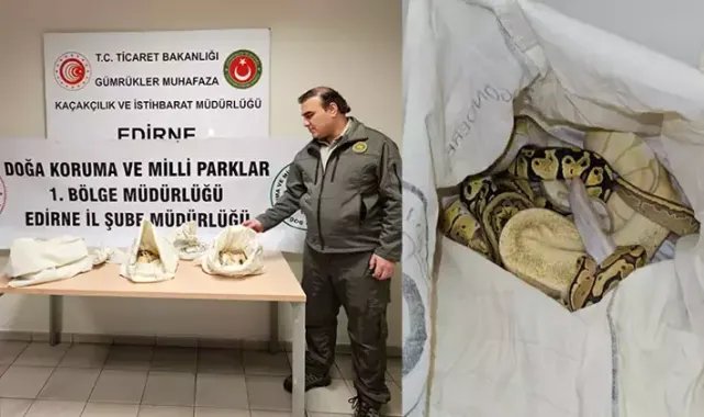 Kapıkule’de otomobilde 33 piton ele geçirildi
